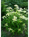 Hydrangea arborescens ’Hayes Starburst’